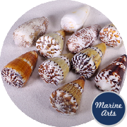 8671-56-P1 - Cones Assorted - Project Pack